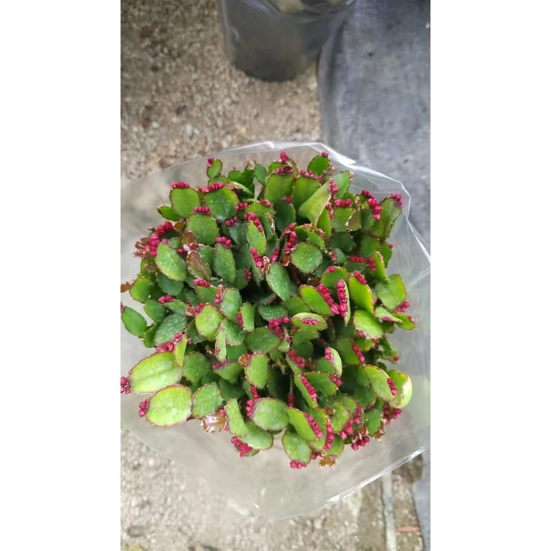 带花苞多色蟹爪兰仙指兰花苗四季开花好养耐活