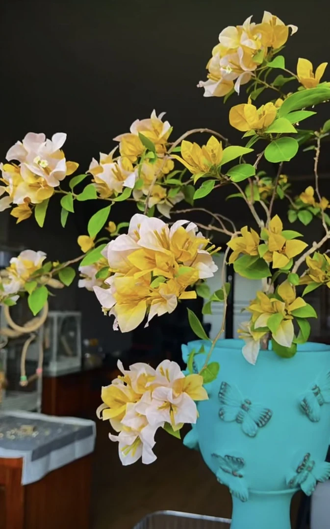 【黄女郎】三角梅花卉绿植盆栽基地直发