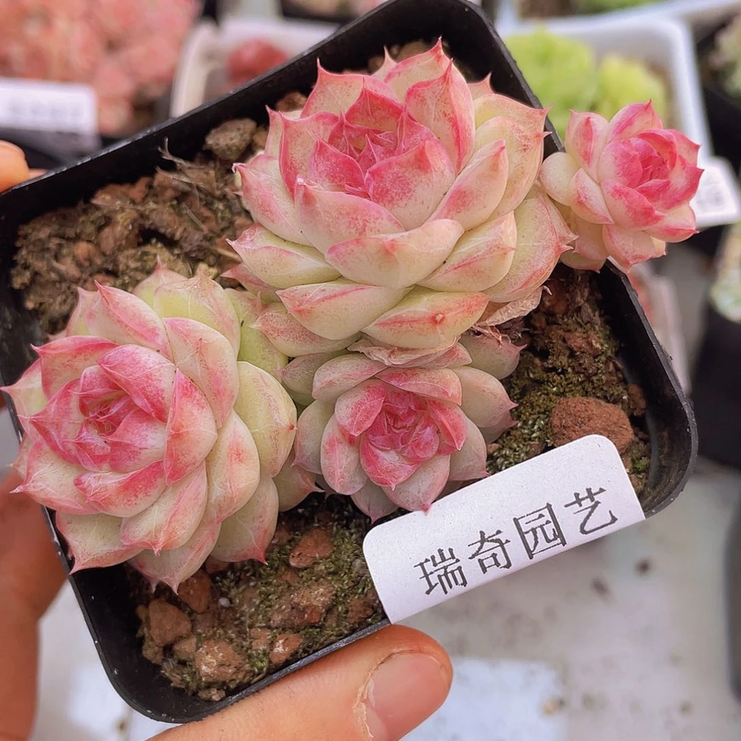 00000000000005量拍