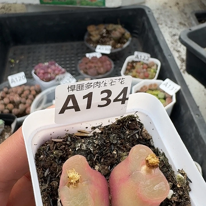 134多肉植物多肉植物