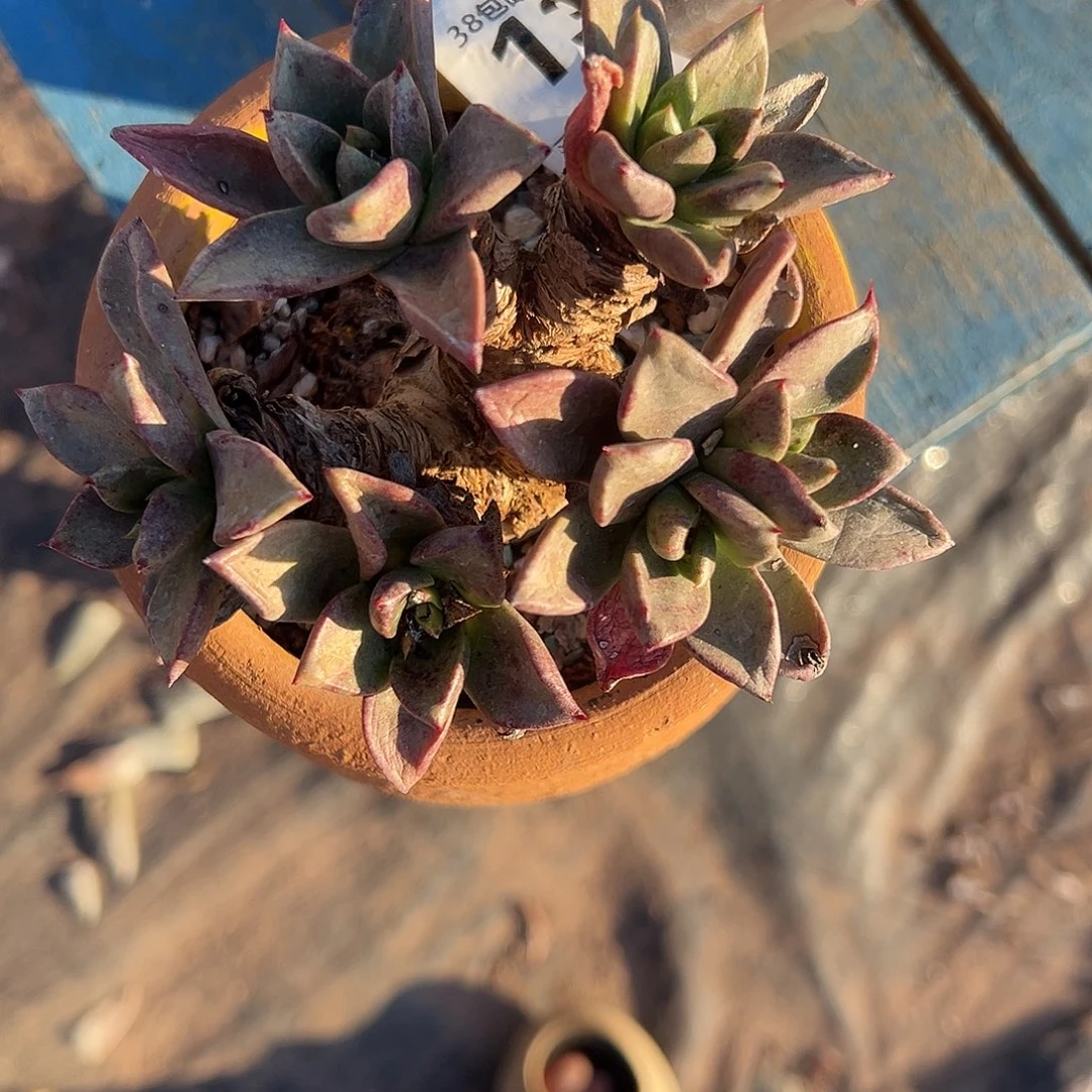 苹果叶一物一拍1760