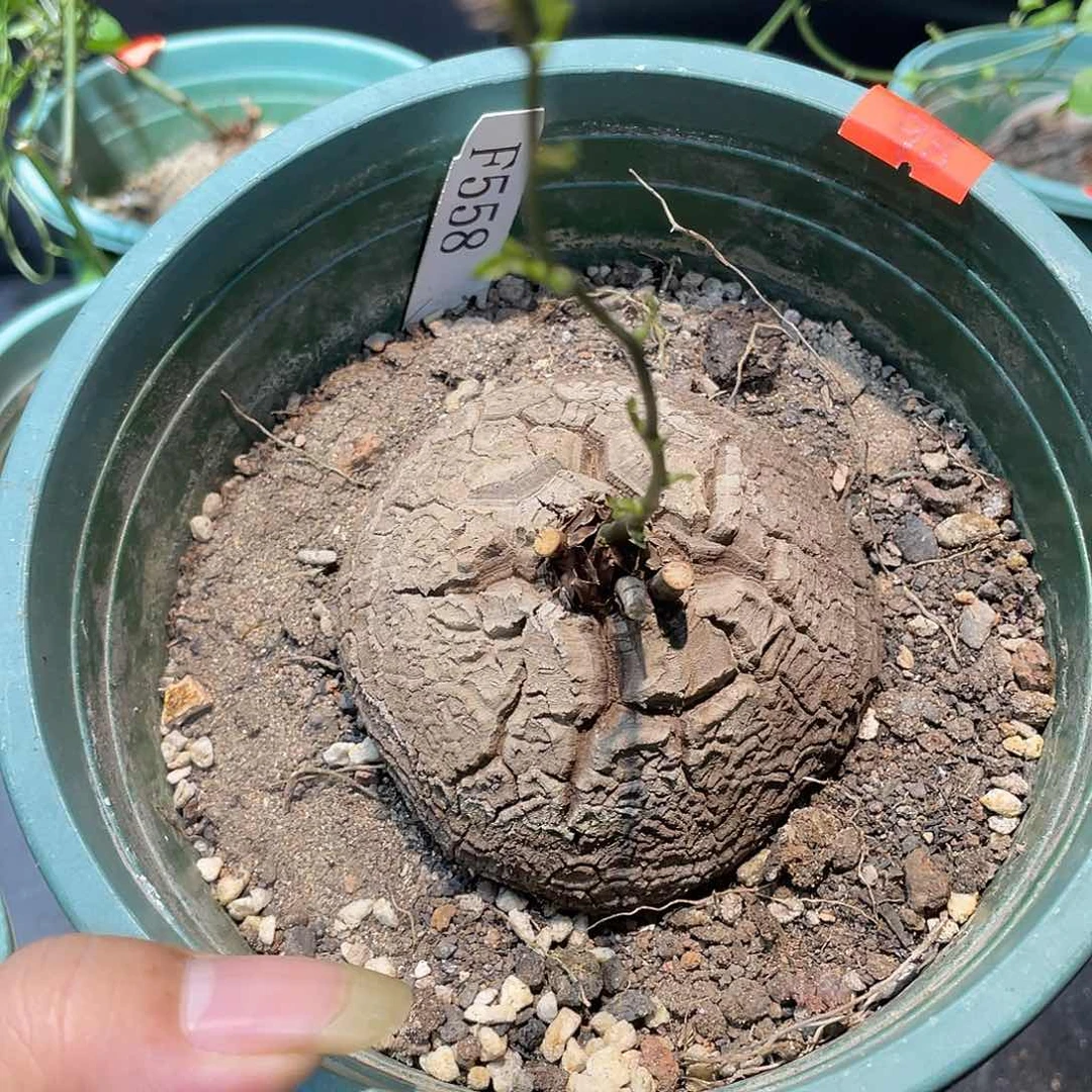 龟甲龙558号不退换