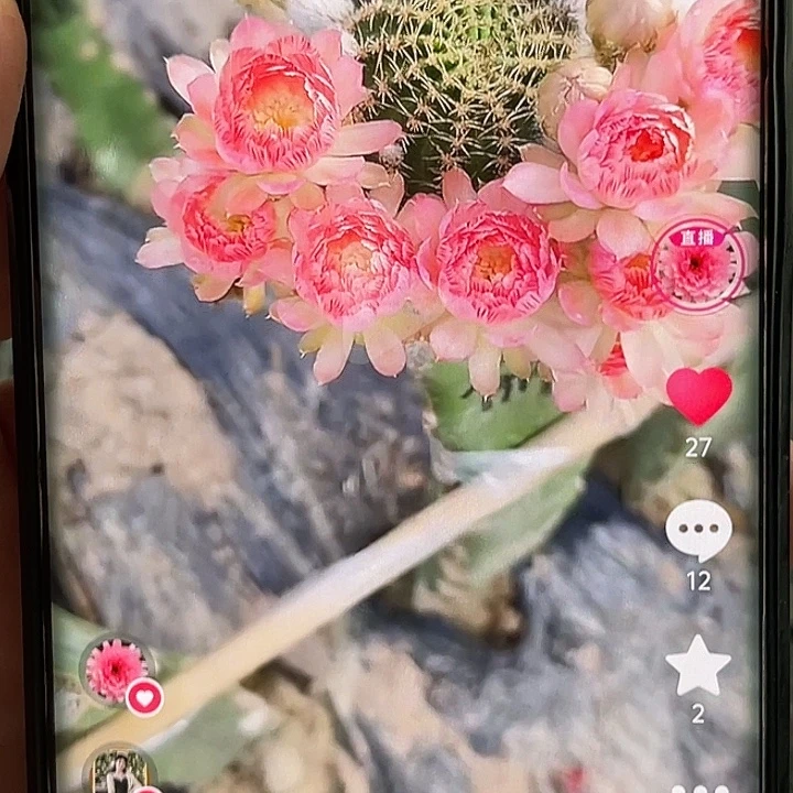 丽 3–111侧芽 歪 满20包邮3公分以上