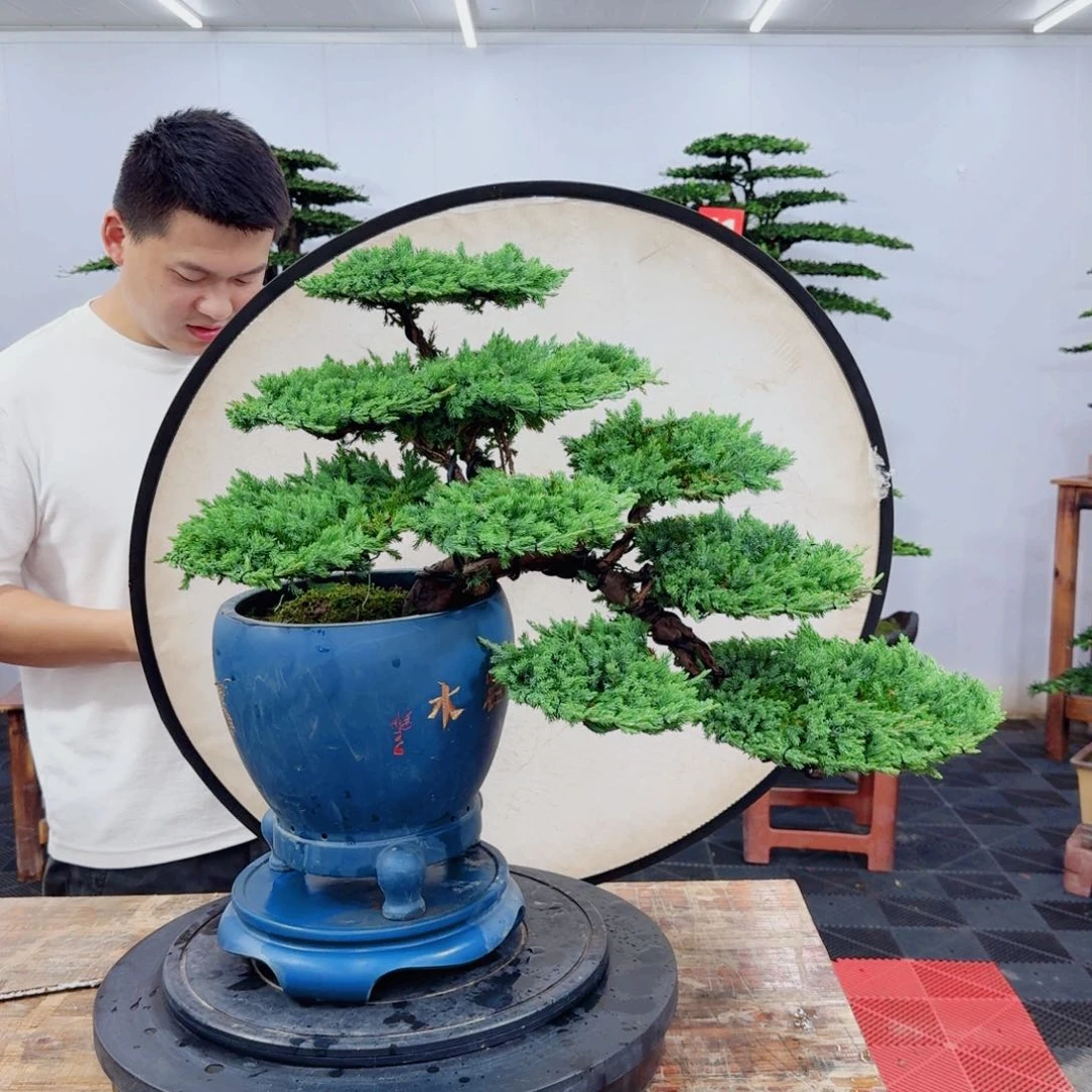无花朵精品盆景一物一拍