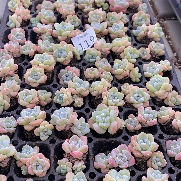 119 多肉植物盆栽花卉