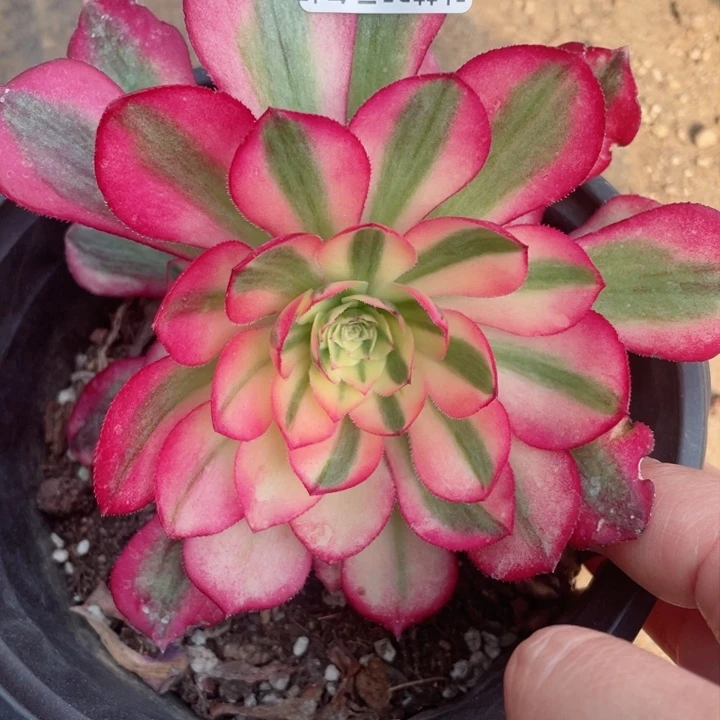 131倾城多肉12345678