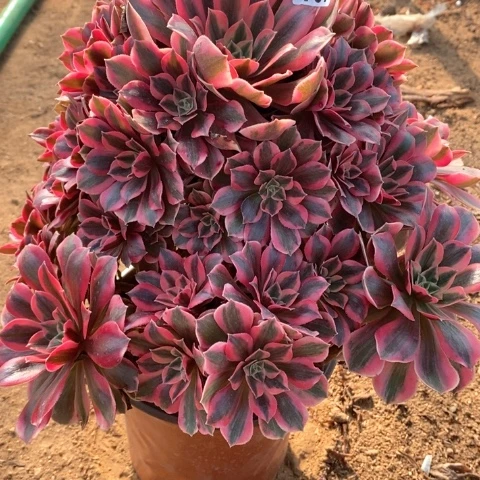 457大女妖法师多肉植物