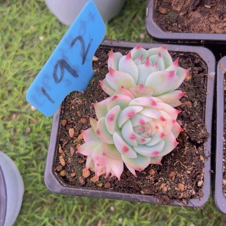 健健康康平平安安多肉植物