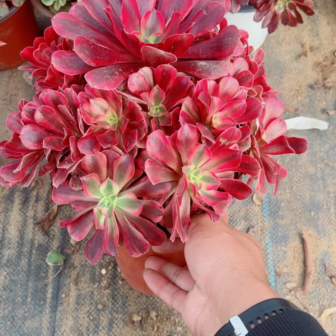 630美杜莎多肉植物法师多肉