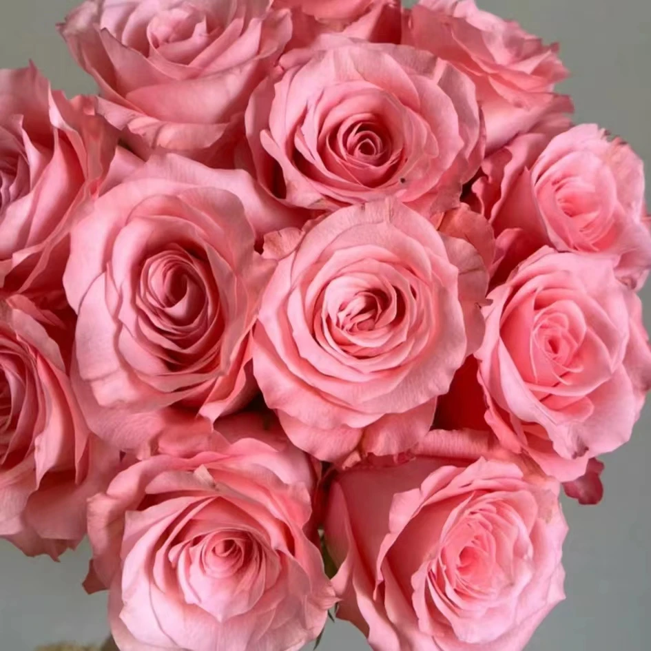 A10【戴安娜 香水百合 苏菲 蓝星花 粉色康乃馨】