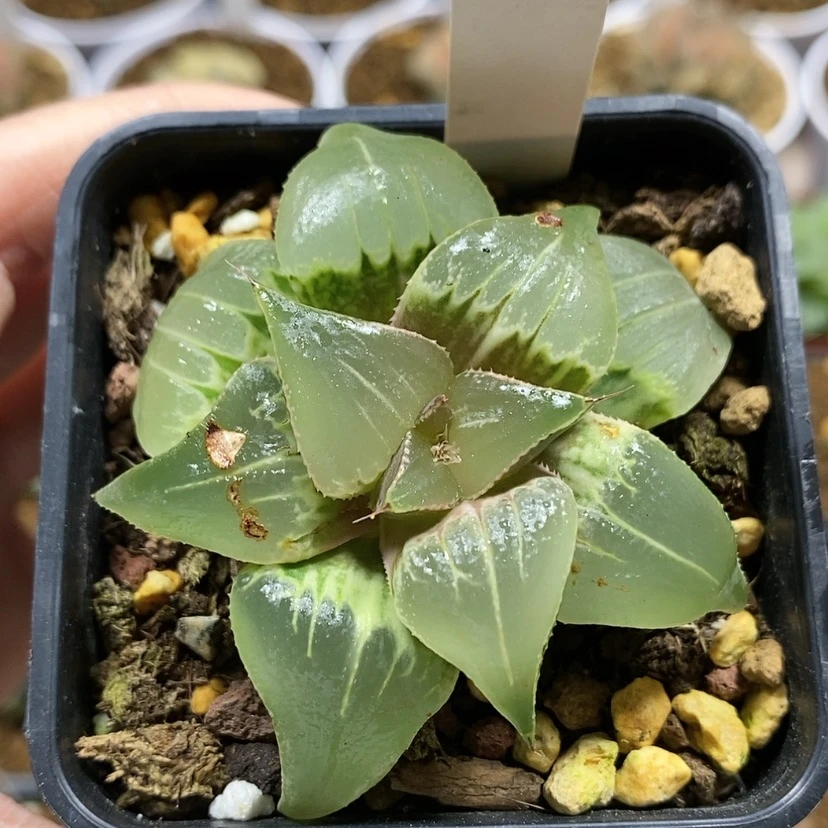 【闪购商品】99芭提雅玉颜