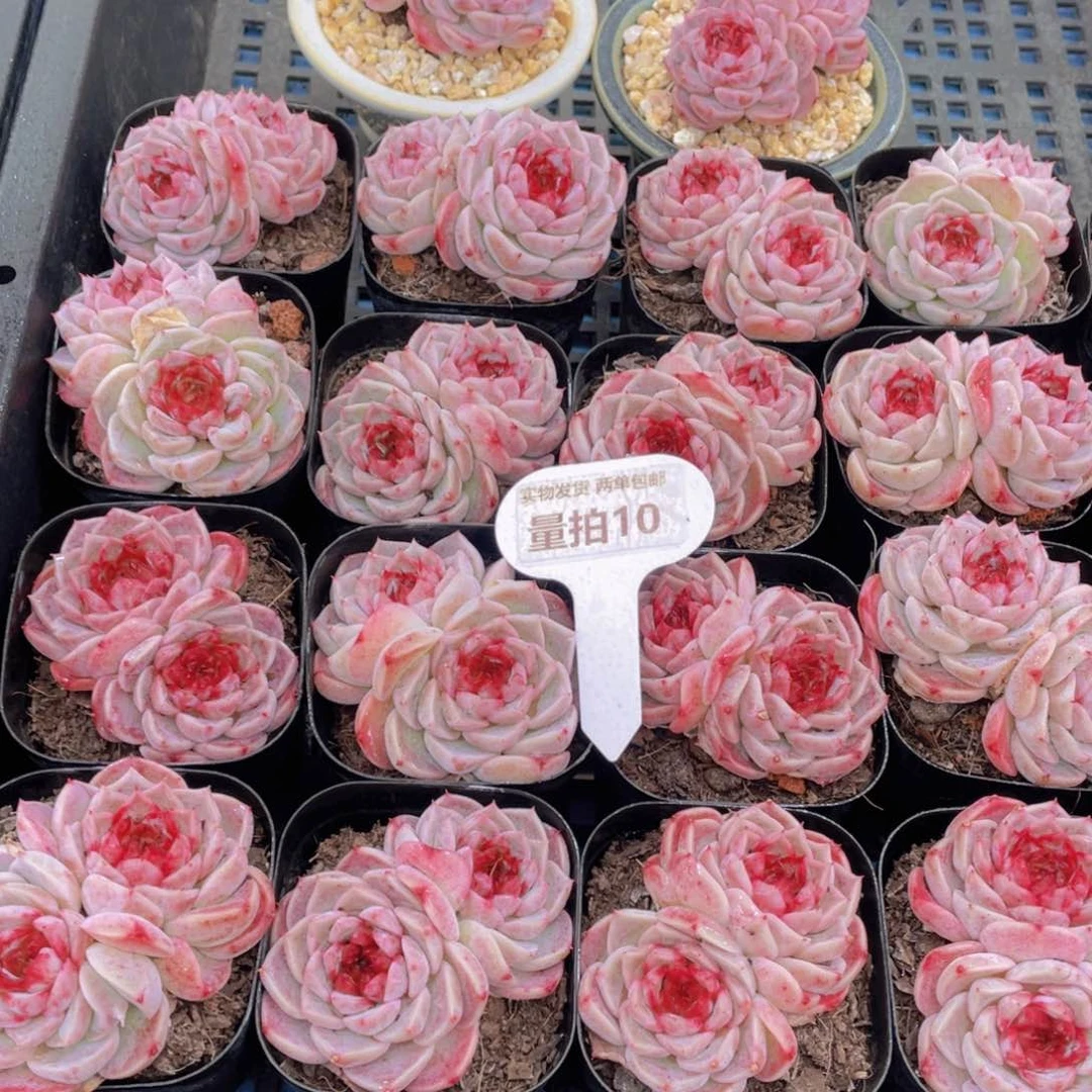 量拍 10号红丝绒糖心天鹅绒双头一个