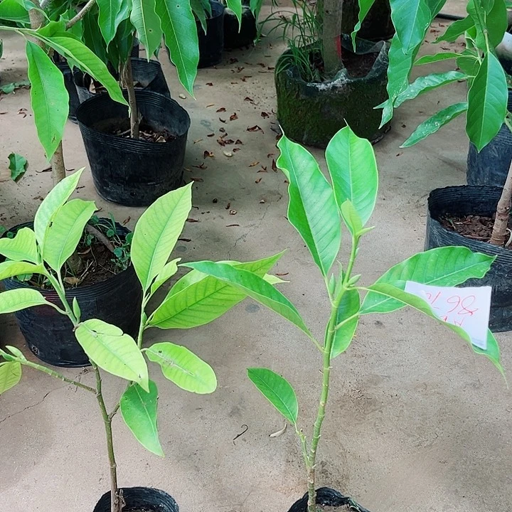大部分花苞少量开放白兰花1111。