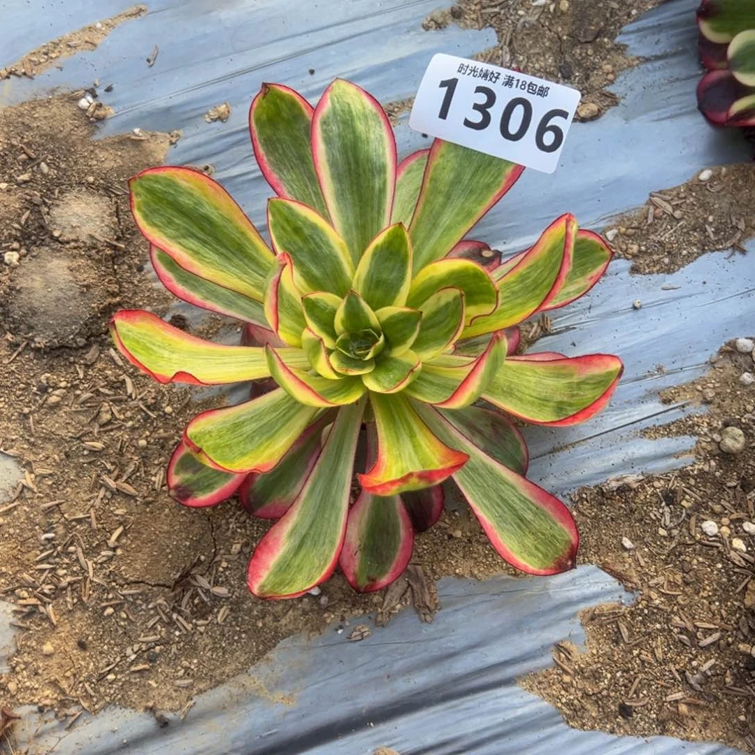 东**馆1306巫毒白多肉植物