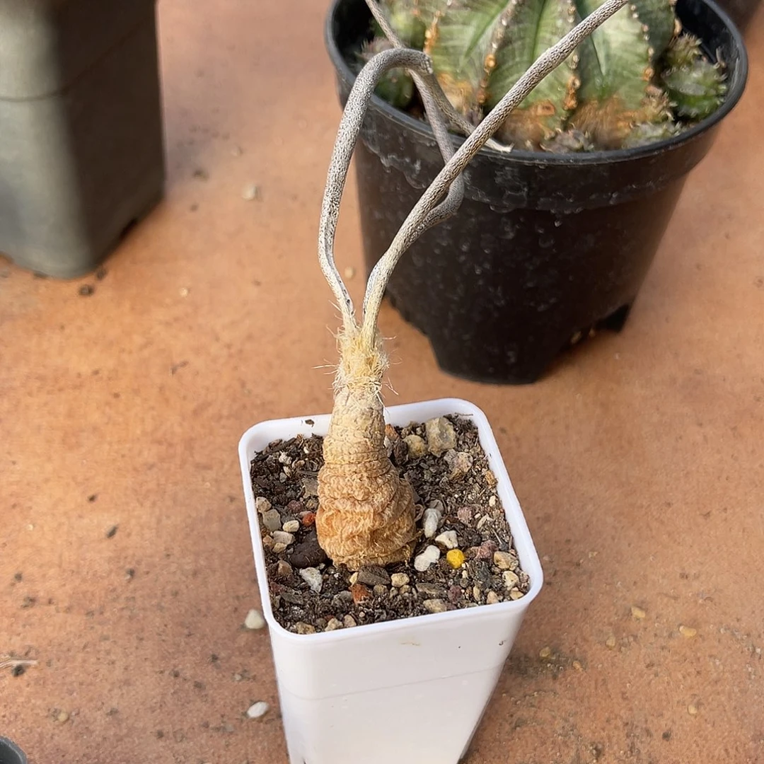 实生美杜莎块根一物一拍