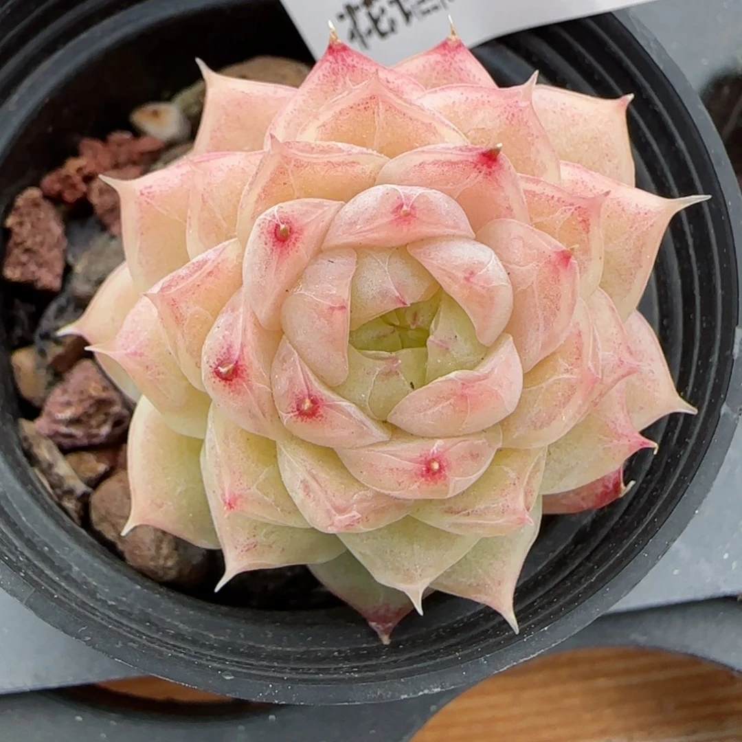 花语逸境0223-270
