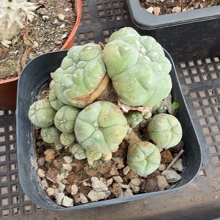 海鲜多头群7仙人球