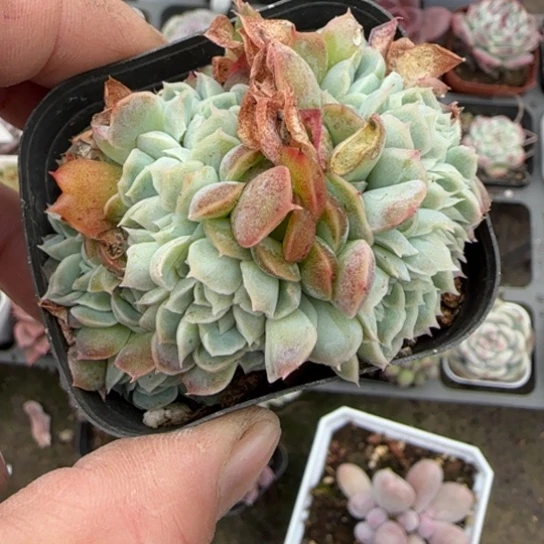 33桑切斯缀多肉植物多