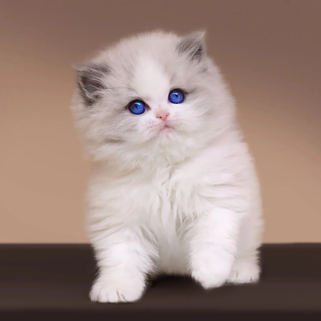 【喵来喵去】帅帅——新脸版布偶猫弟弟