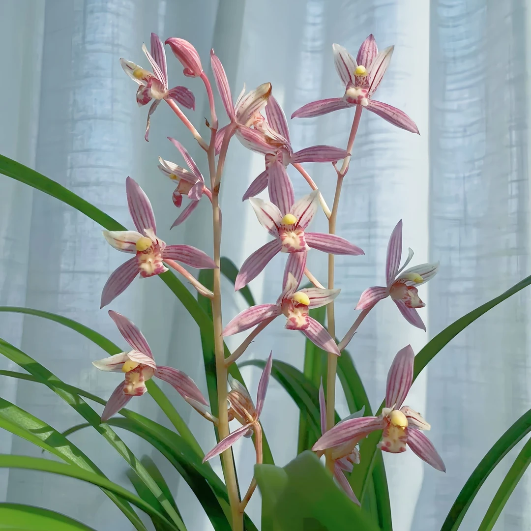 【市长红】香兰花建兰室内绿植花卉盆栽文心兰花卉室外植物室内阳台