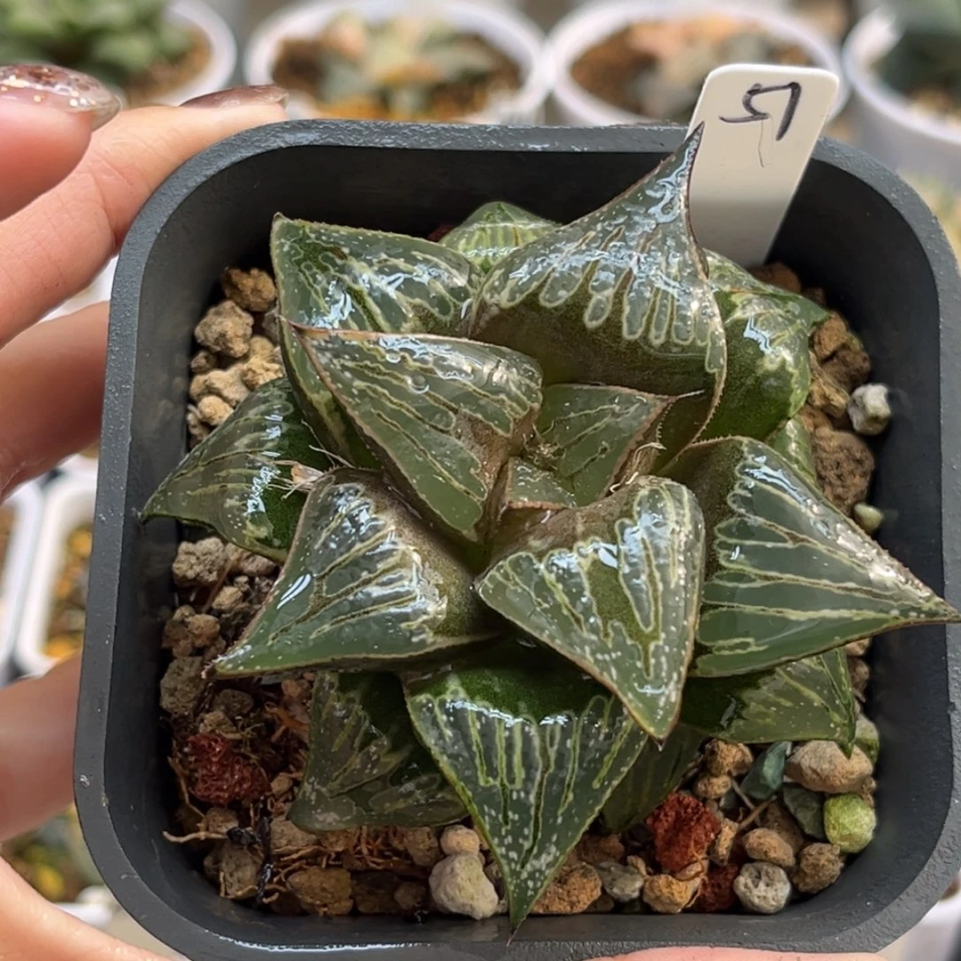 51火之鸟福利专场