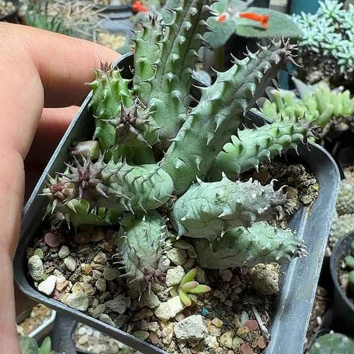 293雷卡雷达脱土发货