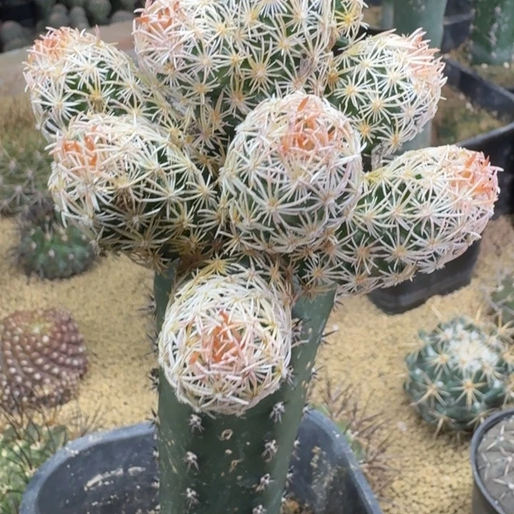 裤***下仙人球，紫王子群66666