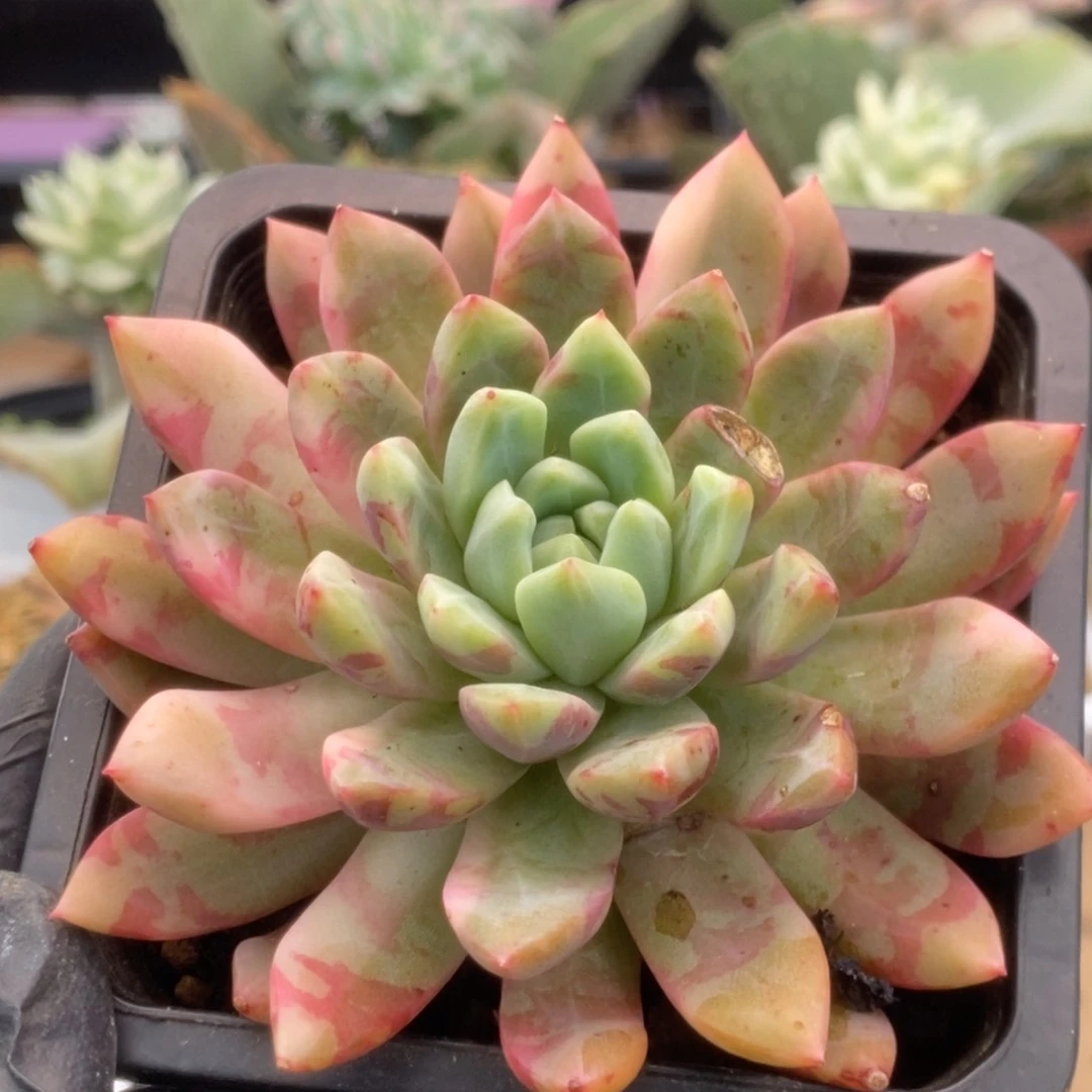 295言字锦锦锦锦锦锦锦锦