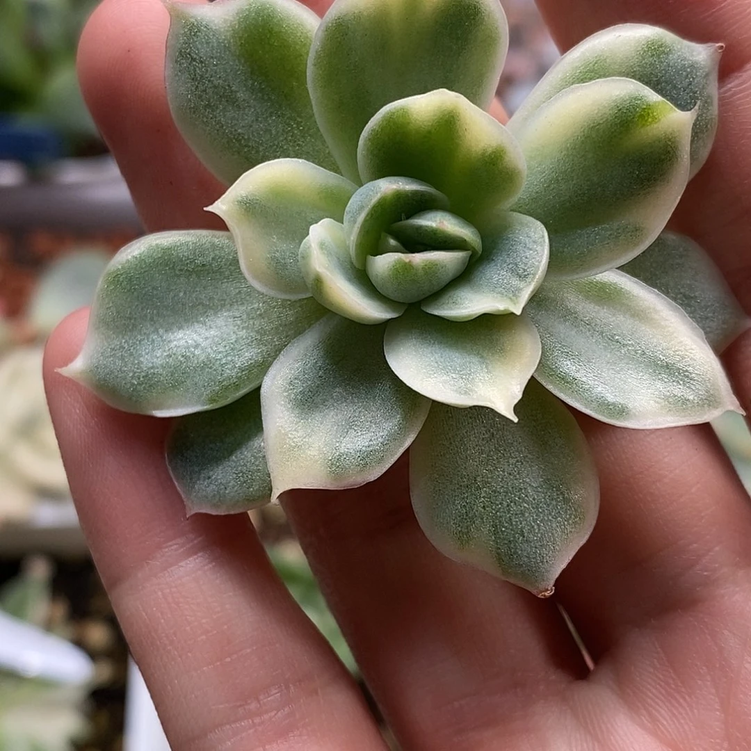 润*不知名东云锦一物一拍，