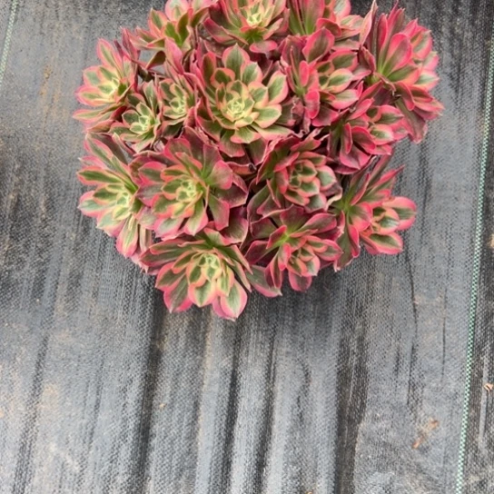 七彩石一颗包邮福利