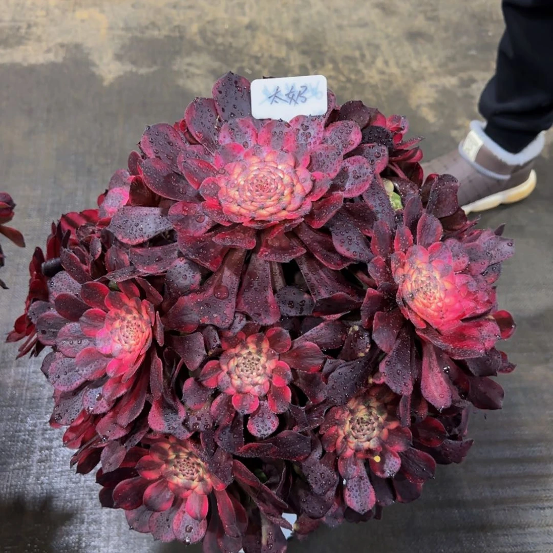 ➰*奶烟花精品法师