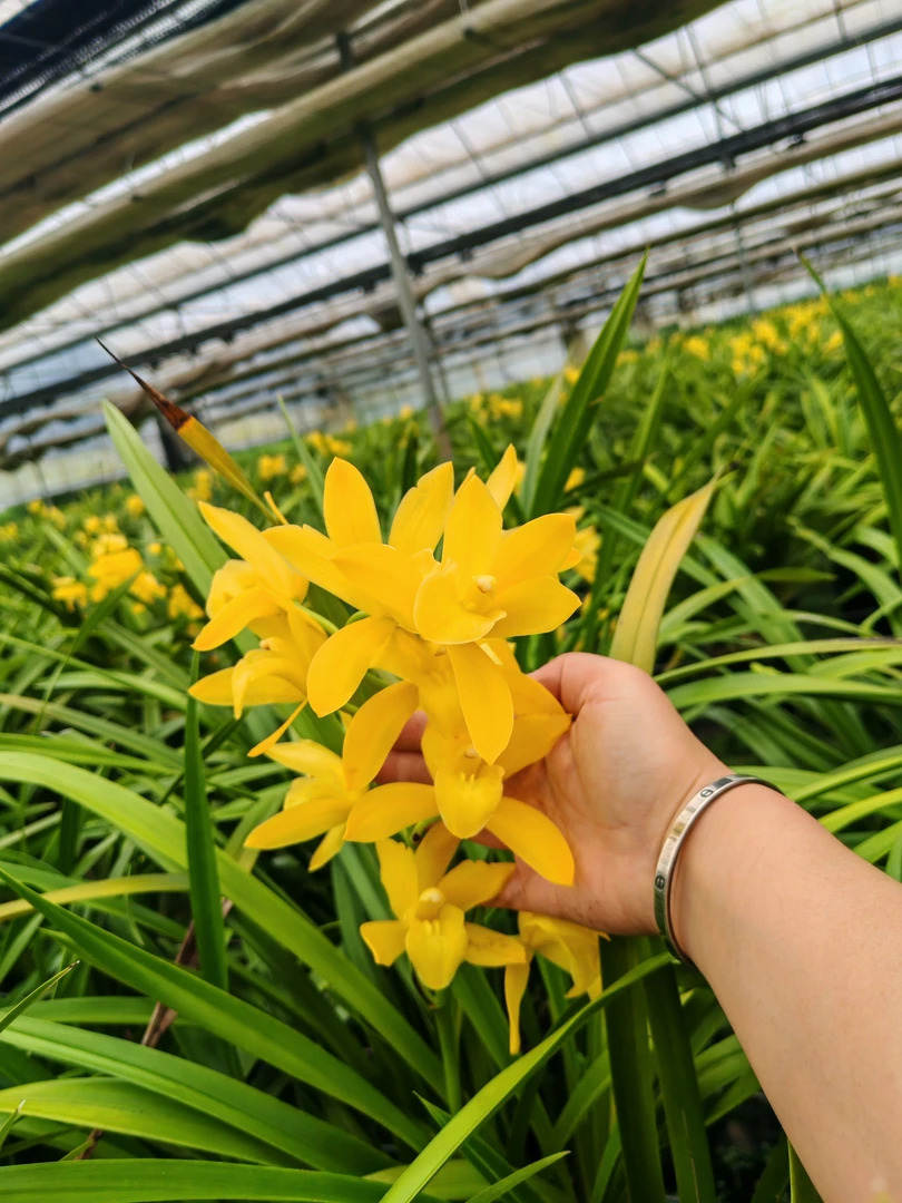 带花苞小神童建兰浓香室内外好养兰花盆栽花卉