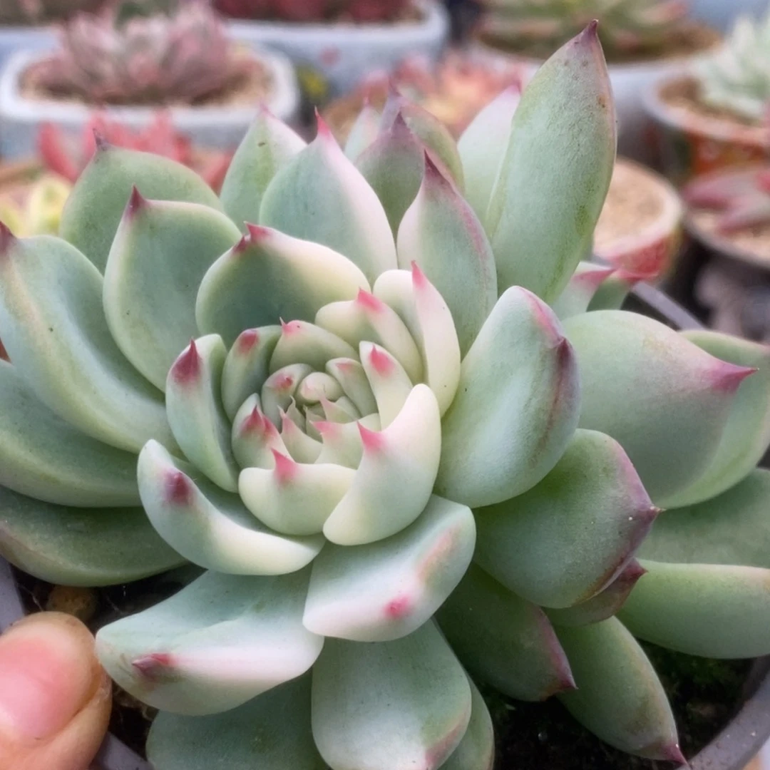 547锦锦锦锦锦锦锦锦锦