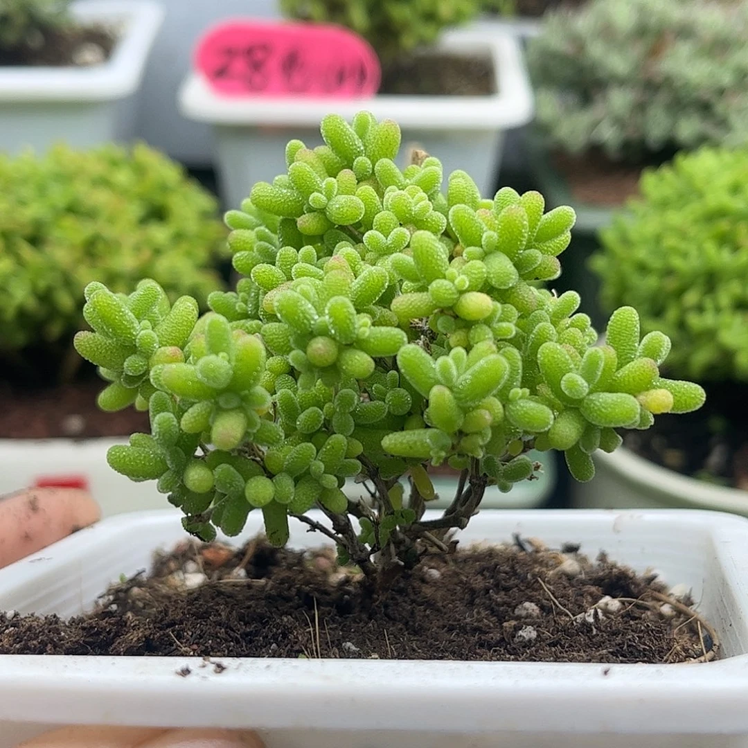 蜜桔糖球优选枝干