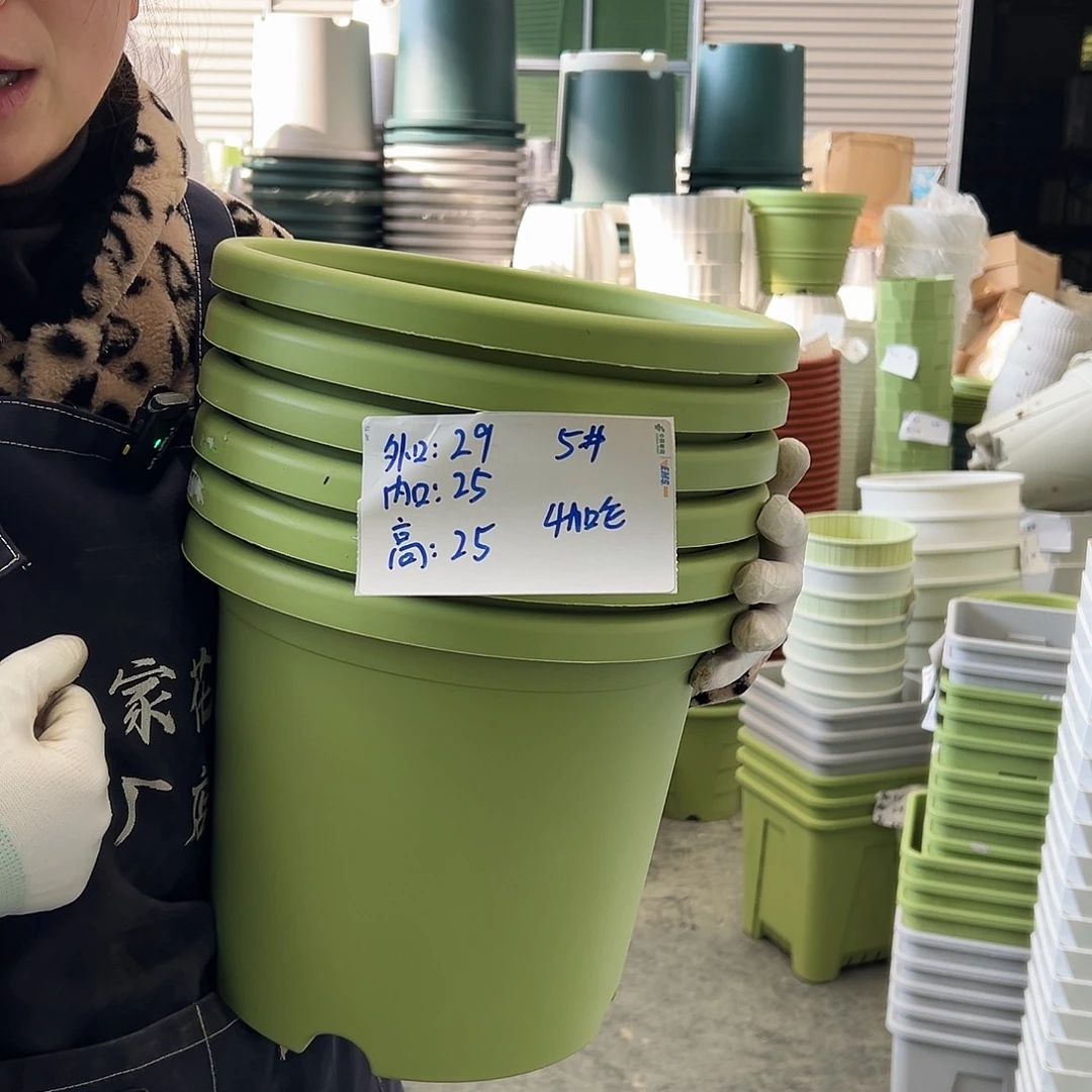 四季盆5#果绿6个无托