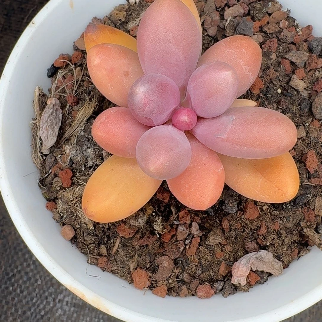 糖果美人多肉植物