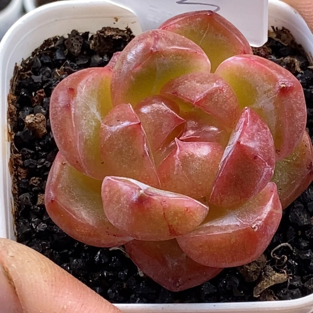 天官赐福百无禁忌