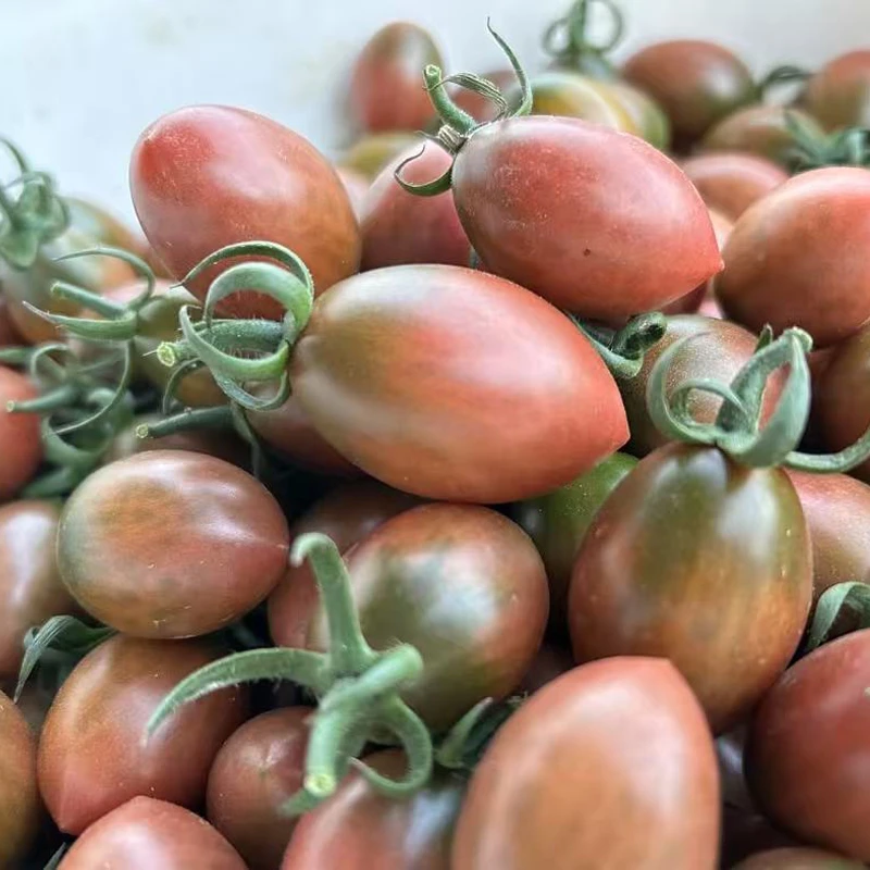 （现摘现发）新鲜紫弹头小番茄海丰鹿境本地子弹头圣女果番茄农产品