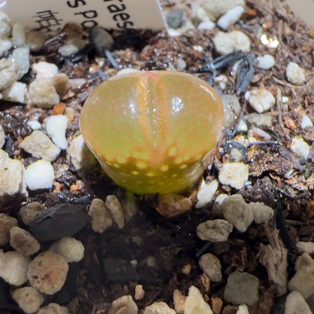 肉锥多肉植物百科-帕法德151