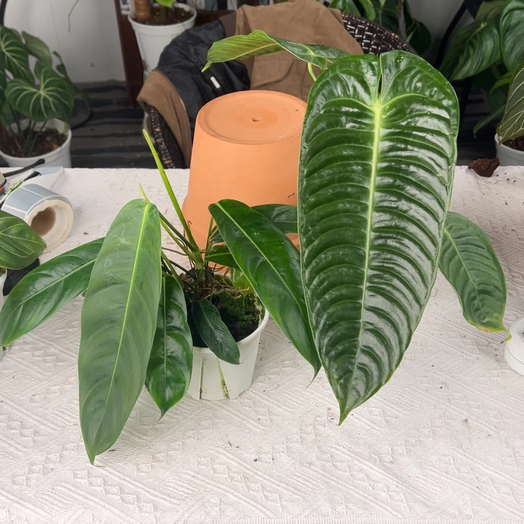 完全开放极密火鹤王叶长32➕双头pp