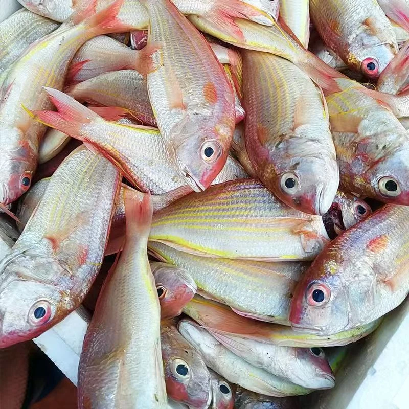 广东新鲜海鲜红杉鱼【1斤5-7条，到手4斤】