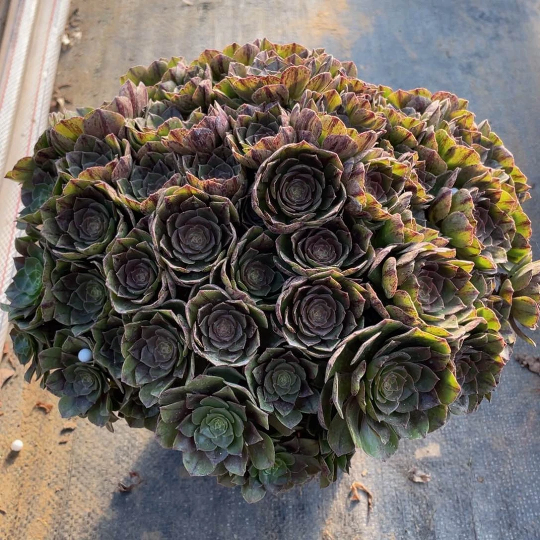 婧*622万拉丝朵朵精品法师多肉