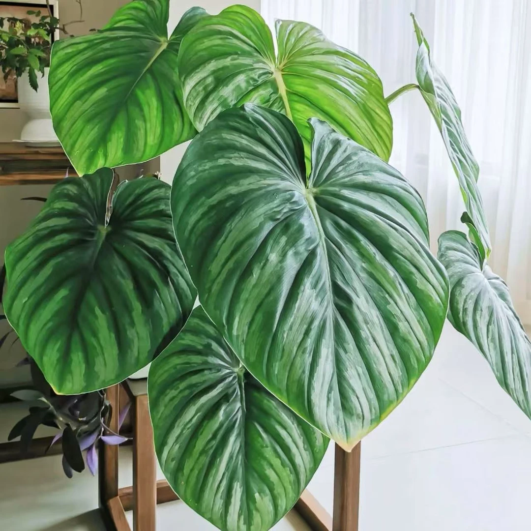 【西瓜碧浪】蔓绿绒原盆原土室内好养创意观叶绿植