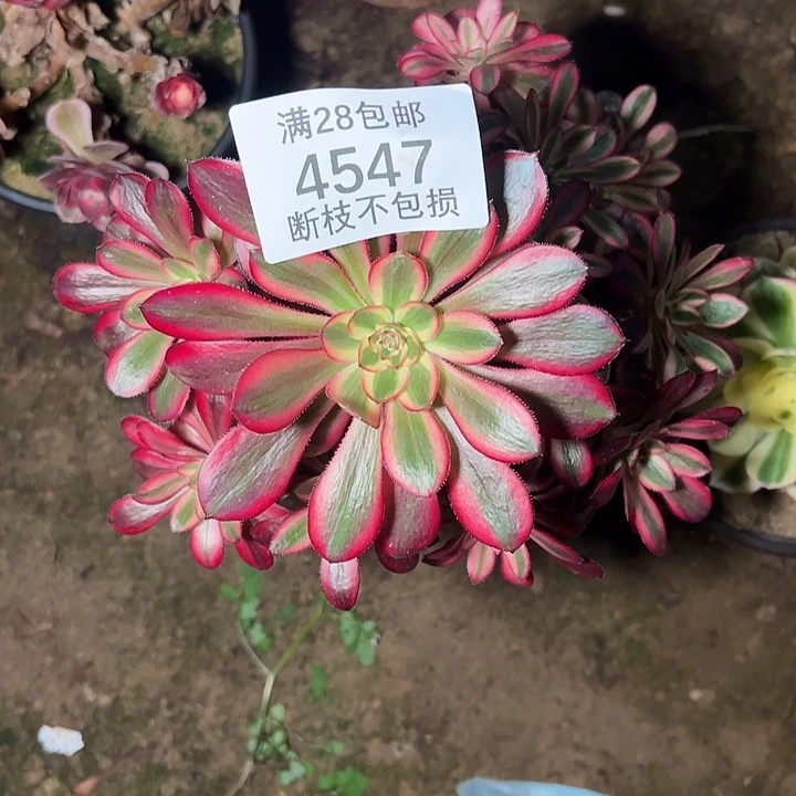 4547香奈儿多肉植物