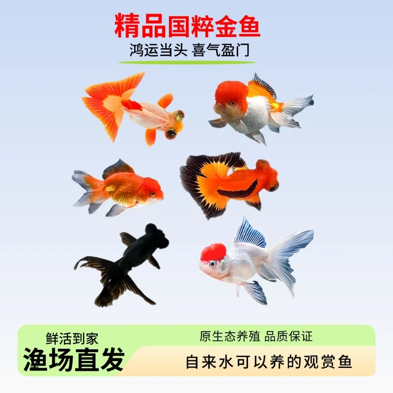 精品国粹金鱼6-8厘米9条鸿运当头丹顶金鱼龙睛金鱼红狮子头金鱼