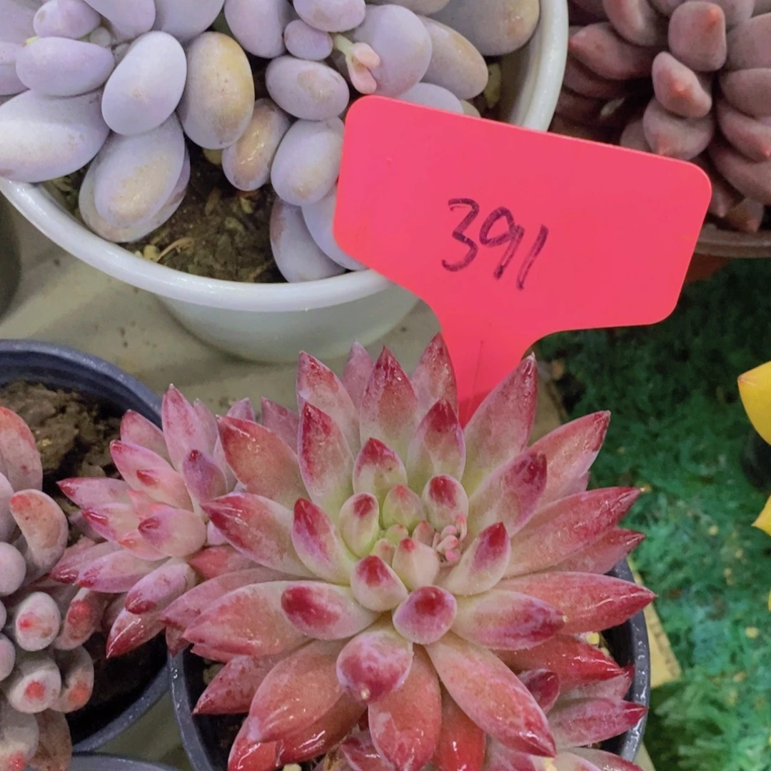 清货场，精品场一物一拍