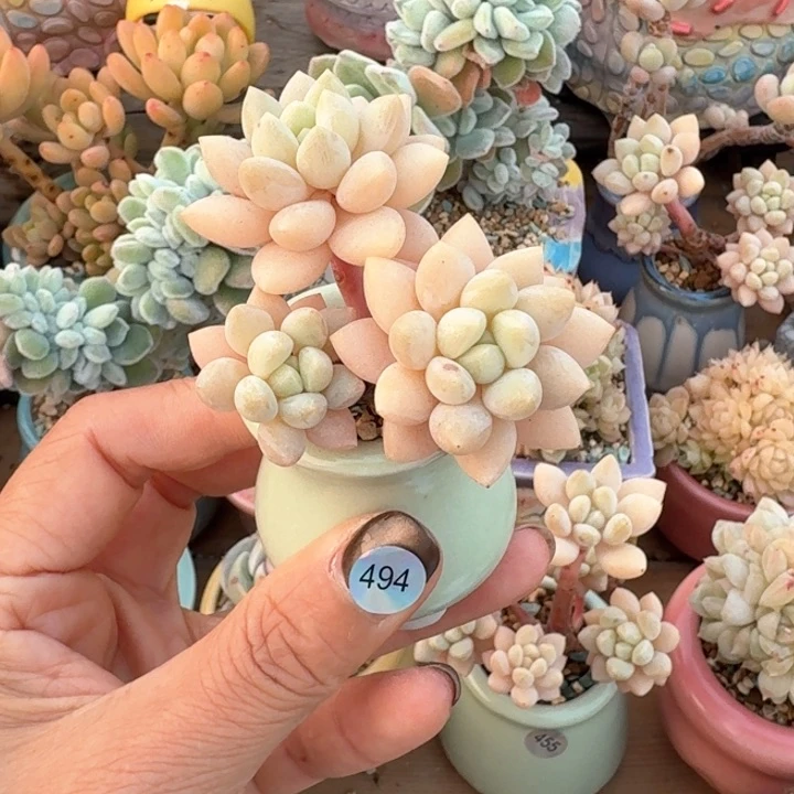 494 多肉含盆土30元包邮除偏远地区