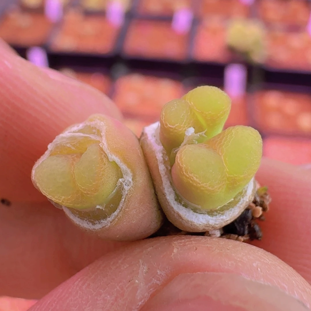 云缦新年优惠5.3粉樱