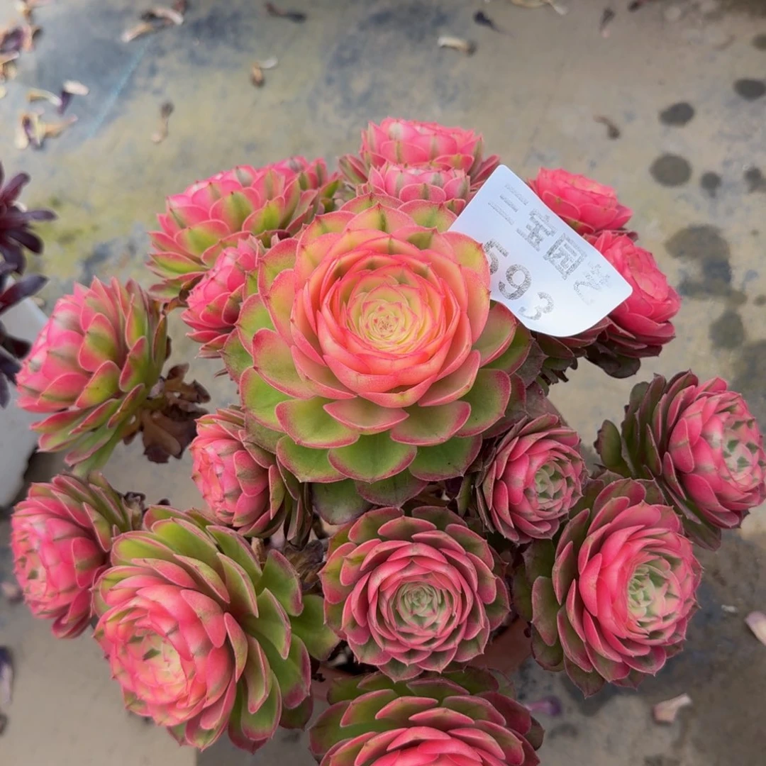 红多肉植物593荔枝