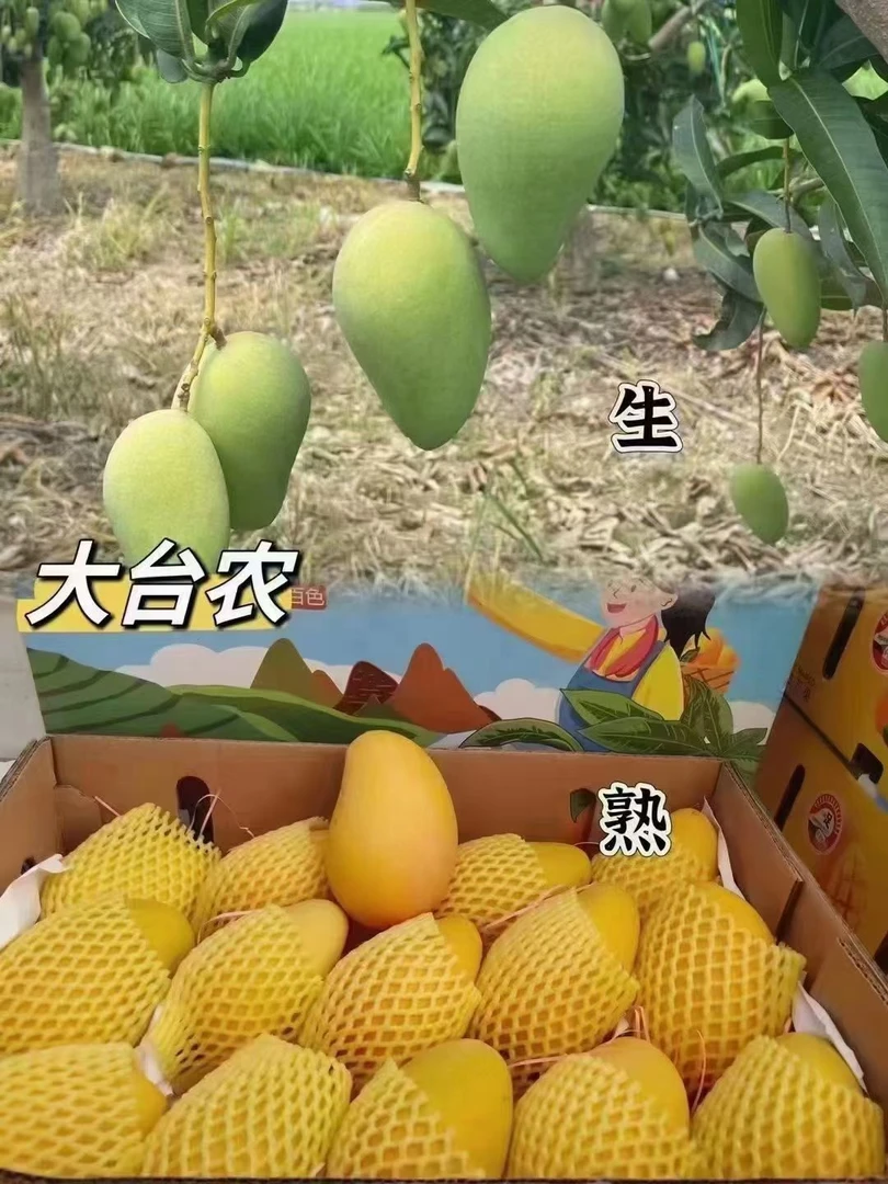 正宗广西百色台农芒果香甜多汁新鲜水果